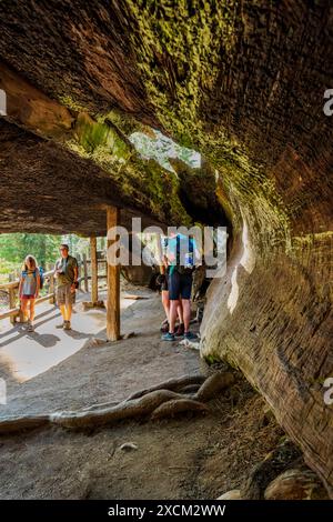 Touristen wandern durch Fallen Monarch, Sequoia Tree, Kings Canyon National Park, Kalifornien, USA Stockfoto