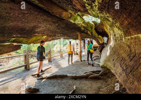 Touristen wandern durch Fallen Monarch, Sequoia Tree, Kings Canyon National Park, Kalifornien, USA Stockfoto