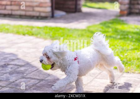 Kleiner weißer maltesischer Hund, der mit einem gelben Ball im Garten läuft Stockfoto