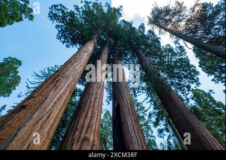 Riesenmammutbaum; Kings Canyon National Park; Kalifornien; USA Stockfoto