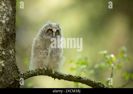 Flauschige Langhaareule (asio otus), die auf dem Birkenzweig sitzt. Vogel im Naturraum, Tschechien Stockfoto