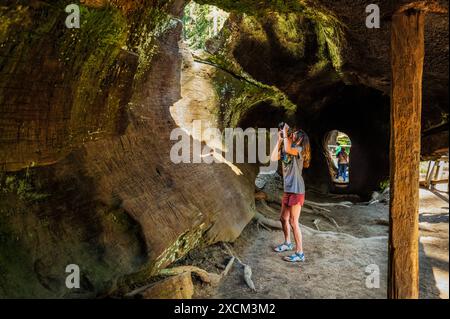 Touristen wandern durch Fallen Monarch, Sequoia Tree, Kings Canyon National Park, Kalifornien, USA Stockfoto