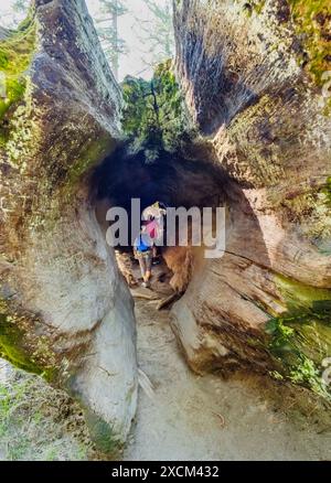 Touristen wandern durch Fallen Monarch, Sequoia Tree, Kings Canyon National Park, Kalifornien, USA Stockfoto