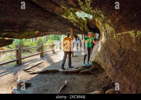 Touristen wandern durch Fallen Monarch, Sequoia Tree, Kings Canyon National Park, Kalifornien, USA Stockfoto