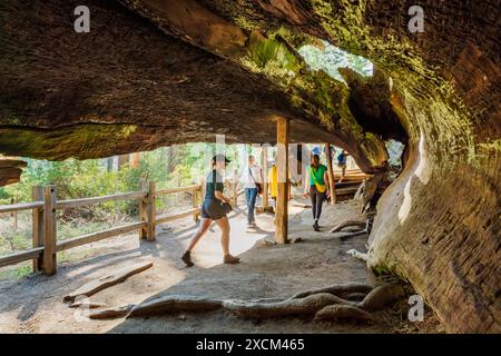 Touristen wandern durch Fallen Monarch, Sequoia Tree, Kings Canyon National Park, Kalifornien, USA Stockfoto