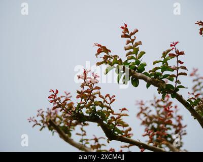 Lagerstroemia indica Baum, allgemein bekannt als Crape myrte (auch Crepe myrte, Crepe myrte oder Crepeflower). Rovinj, Kroatien - 31. Mai 2024 Stockfoto