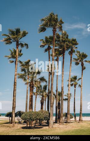 Eine Gruppe von Palmen mit Blick auf das Meer im Hintergrund, die eine typische Strandszene zeigt. Strand Sant Antoni, Cullera, Spanien Stockfoto