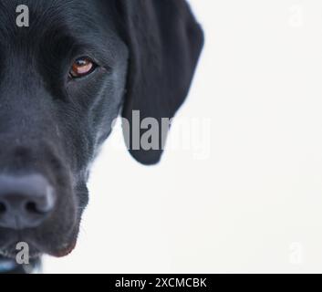 Ein junges schwarzes Labor mit intensiven Augen steht vor einem weißen Hintergrund. Stockfoto