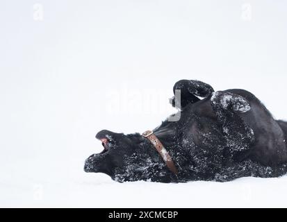 Ein junger, glücklicher schwarzer Retriever rollt im Schnee herum. Stockfoto