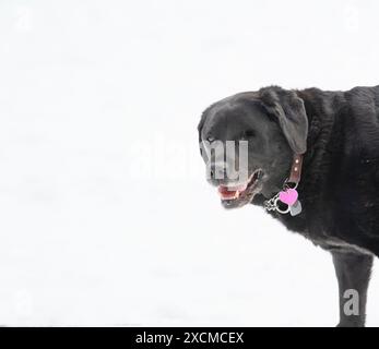Ein schwarzer labrador mit einem Lächeln im Gesicht steht vor einem weißen Hintergrund Stockfoto