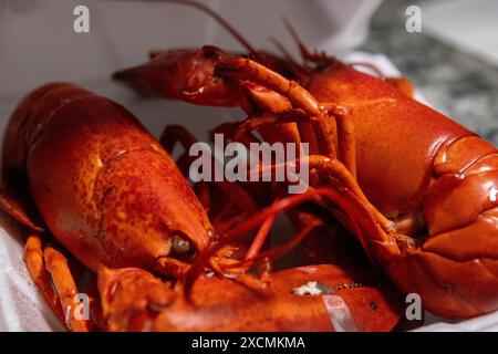 Voll gekochter Hummer aus einem Kranspiel Stockfoto