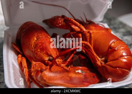 Voll gekochter Hummer aus einem Kranspiel Stockfoto