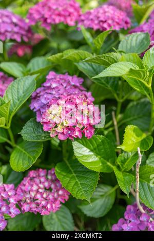 Bilder von Japan - Hortensie, die Japanische Frühlingsblume mit dem Namen Ajisai in voller Blüte, Nagoya City, Präfektur Aichi, Japan Stockfoto