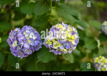 Bilder von Japan - Hortensie oder die japanische Spätfrühlingsblume, besser bekannt als Ajisai in voller Blüte, Nagoya City, Präfektur Aichi, Japan Stockfoto