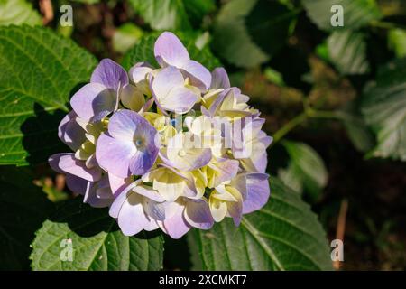 Bilder von Japan - Hortensie, hellviolett und gelb gefärbte Ajisai-Blume in voller Blüte Stockfoto