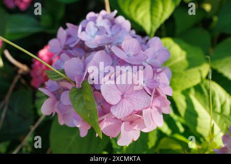 Bilder von Japan - Nahaufnahme von Hortensien, hellrosa und lila gefärbte Regenzeit Ajisai Blume in voller Blüte, Nagoya Stadt, Präfektur Aichi, Japan Stockfoto