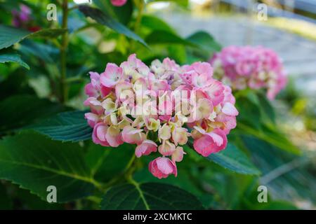 Bilder von Japan - Hortensie, hellrosa und cremefarbene Ajisai-Blume in voller Blüte Stockfoto