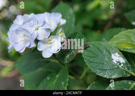 Images of Japan - Makrofoto von Kamemushi oder Stinkkäfer, der das sanfte Hellblau und die rosa Hortensie genießt, besser bekannt als die Ajisai-Blume von Japan Stockfoto