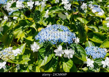 Bilder von Japan - Spitzenkappe Hydrangea oder die Gaku-Ajisai-Blume von Japan in voller Blüte, Nagoya City, Aichi Japan Stockfoto