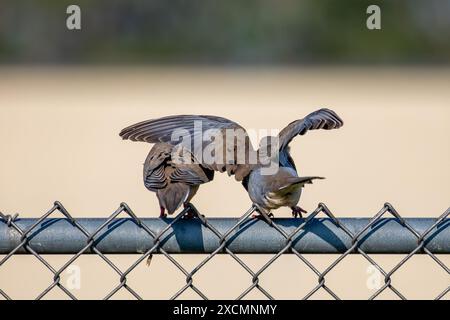 Zwei Trauertauben (Zenaida macroura) auf einem Maschendrahtzaun, horizontal Stockfoto