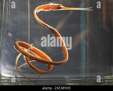 PRODUKTION 17. Juni 2024, Hamburg Der Historiker Damian Moran