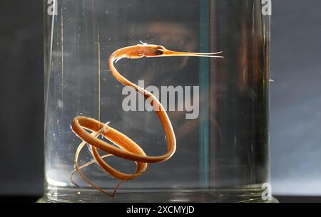 PRODUKTION 17. Juni 2024, Hamburg Ein Nemichthys curviostris ist in