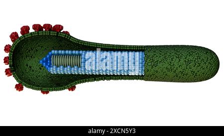 3d Rendering des Baculovirus Lebenszyklus sind bekannt, Insekten zu infizieren, das Knospen Virus (BV) wird später während der SEC aus den infizierten Wirtszellen freigesetzt Stockfoto