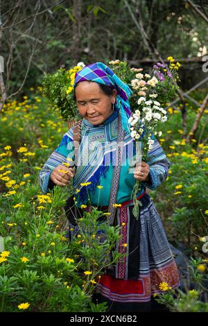 Flower Hmong Frau pflückt Blumen auf dem Gelände des Hmong Königspalastes (Vau Meo) in Bac Ha, Lao Cai Provinz, Vietnam Stockfoto