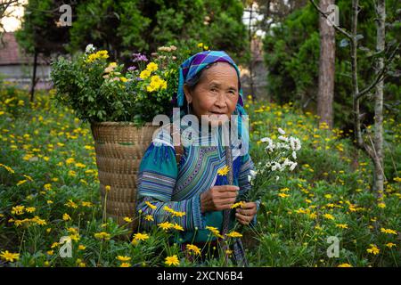 Flower Hmong Frau pflückt Blumen auf dem Gelände des Hmong Königspalastes (Vau Meo) in Bac Ha, Lao Cai Provinz, Vietnam Stockfoto