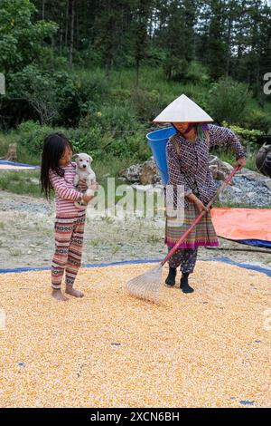 Frau, die vor kurzem geernteten Mais auf dem Boden in der Nähe von Bac Ha, Lao Cai Provinz, Vietnam, anregt Stockfoto