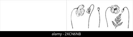 Vektorsatz von Mohnblumen. Handbemalte lineare Papaver-Blüten. Grafik Daisy isoliert auf Hintergrund. Botanische Illustration und Hochzeit. Für Designer, ich Stock Vektor