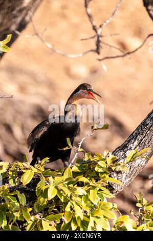 Teleeinstellung eines afrikanischen Darters - Anhinga rufa - sitzt auf einem Baum entlang des Chobe Flusses, Botswana. Stockfoto