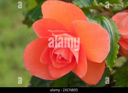 Begonia „Non-Stop Pink“ Stockfoto