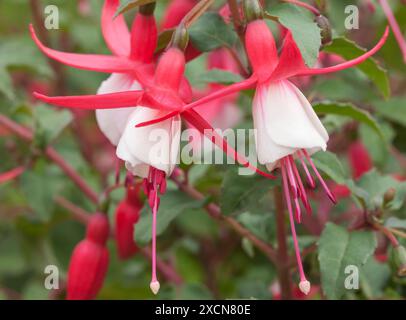 Fuchsia 'Alice Hoffmann' Stockfoto