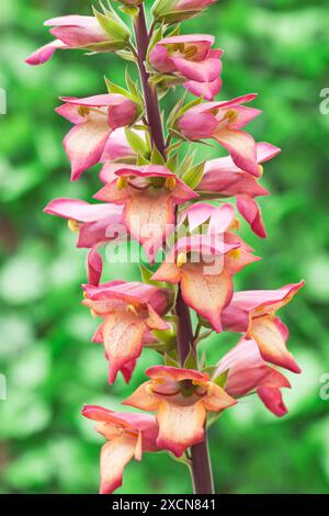 Digitalis Illumination „Flame“, Foxglove Stockfoto