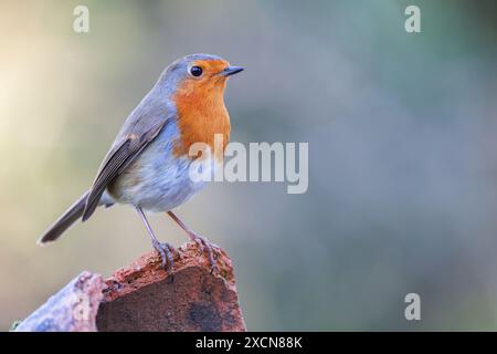 Europäischer Robin [ Erithacus rubecula ] auf zerbrochenem Terrakotta-Topf Stockfoto