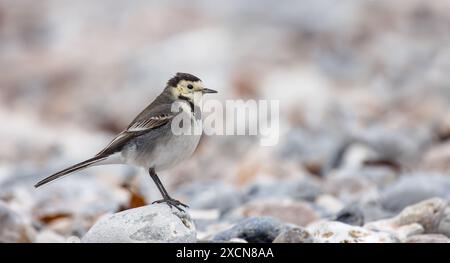 Pied Wagtail [ Motacilla alba ] am steinigen Strand Stockfoto