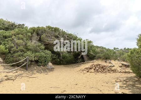 Ein malerischer Blick auf einen sandigen Pfad gesäumt von üppiger grüner Vegetation und felsigem Gelände auf dem Cami de Cavalls in Menorca, Spanien. Stockfoto