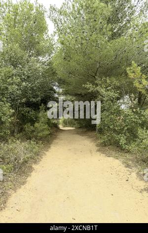 Ein malerischer Blick auf einen sandigen Pfad gesäumt von üppiger grüner Vegetation und felsigem Gelände auf dem Cami de Cavalls in Menorca, Spanien. Stockfoto