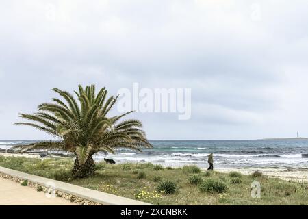 Eine malerische Szene am Punta Prima Beach auf Menorca, mit einer Palme, üppiger Vegetation und dem Meer mit einem entfernten Leuchtturm unter einer bewölkten Decke Stockfoto