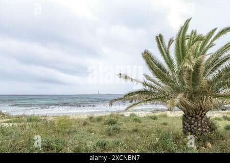 Eine malerische Szene am Punta Prima Beach auf Menorca, mit einer Palme, üppiger Vegetation und dem Meer mit einem entfernten Leuchtturm unter einer bewölkten Decke Stockfoto