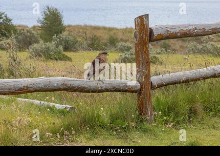 Chimango Caracara auf einem Zaun in der Nähe von Ensenada Bay, einem Seitenarm des Beagfe Channel in der Nähe von Ushuaia. Selektiver Fokus auf den Vogel Stockfoto