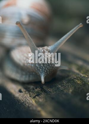 Römische Burgunderschnecke (Helix pomatia). Stockfoto