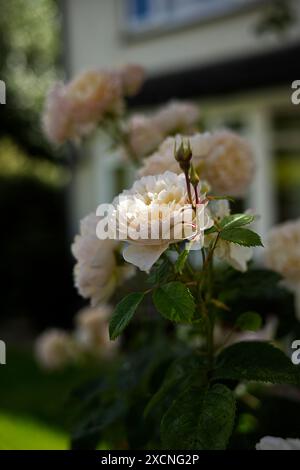 Nahaufnahme einer hellen pfirsichfarbenen Rose Stockfoto