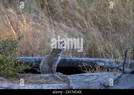 Baby-Leopardenjunges (Panthera pardus) gähnt, während es auf einem Felsen an seiner Stelle sitzt Stockfoto