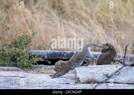 Ein Leopardenbaby (Panthera pardus), das sich auf einem Felsen ausdehnt, und seine Geschwister schauen auf Stockfoto