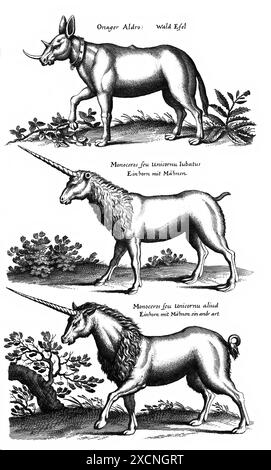 Onager Aldro, Wald Esel, Monoceros seu unicornu iubatus, Einhorn mit Mähnen., Mononceros seu unicornu aliud, Einhorn mit Mähnen ein andr Art. Datum, ca. Stockfoto
