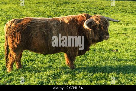 Roter Hochlandrinderbulle (Bos primigenius taurus) mit großen Hörnern allein auf einer Wiese, Kanton Appenzell Innerrhoden, Schweiz Stockfoto