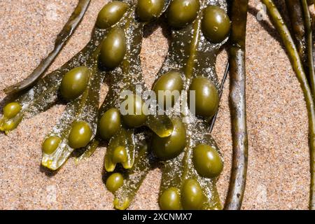 Nahaufnahme von grünem und goldenem Algen am nassen Sandstrand mit auffälligen Knospen. Stockfoto