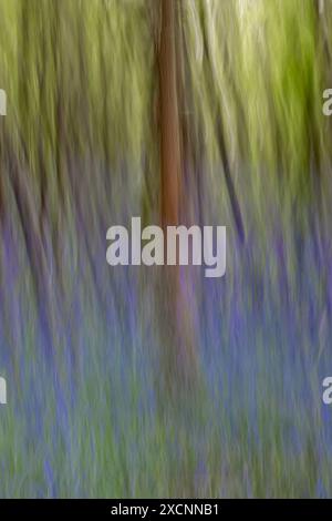 Bluebell-Wald mit absichtlicher Unschärfe Stockfoto